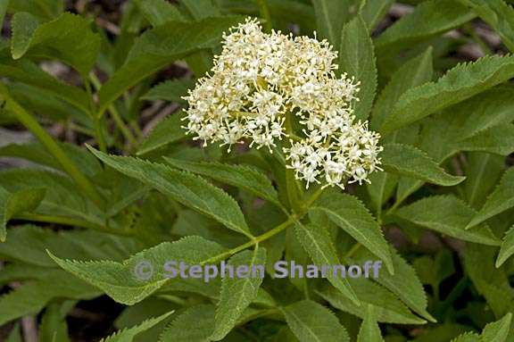 sambucus racemosa ssp racemosa 1 graphic